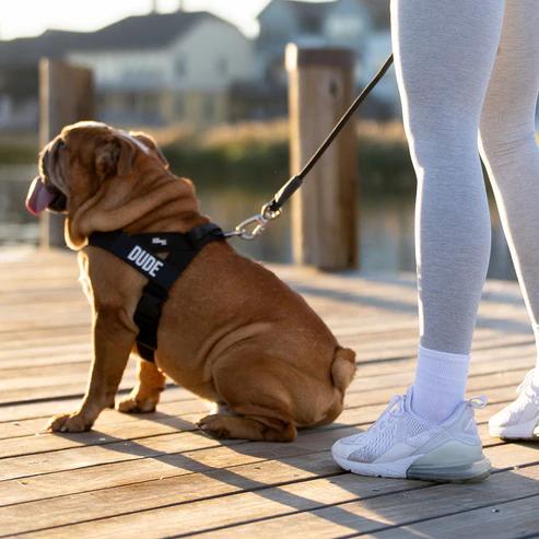 Dog Friendly Harness